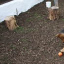 Tierpension Widder Leipzig