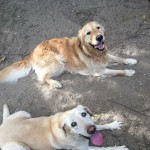 Tierpension Widder Leipzig Tierpension Widder Leipzig