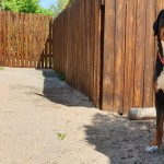 Tierpension Widder Leipzig Tierpension Widder Leipzig