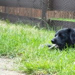 Tierpension Widder Leipzig Tierpension Widder Leipzig
