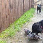 Tierpension Widder Leipzig Tierpension Widder Leipzig