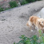 Tierpension Widder Leipzig Tierpension Widder Leipzig