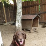 Tierpension Widder Leipzig Tierpension Widder Leipzig