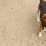 Tierpension Widder Leipzig Tierpension Widder Leipzig