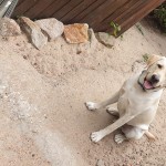 Tierpension Widder Leipzig Tierpension Widder Leipzig